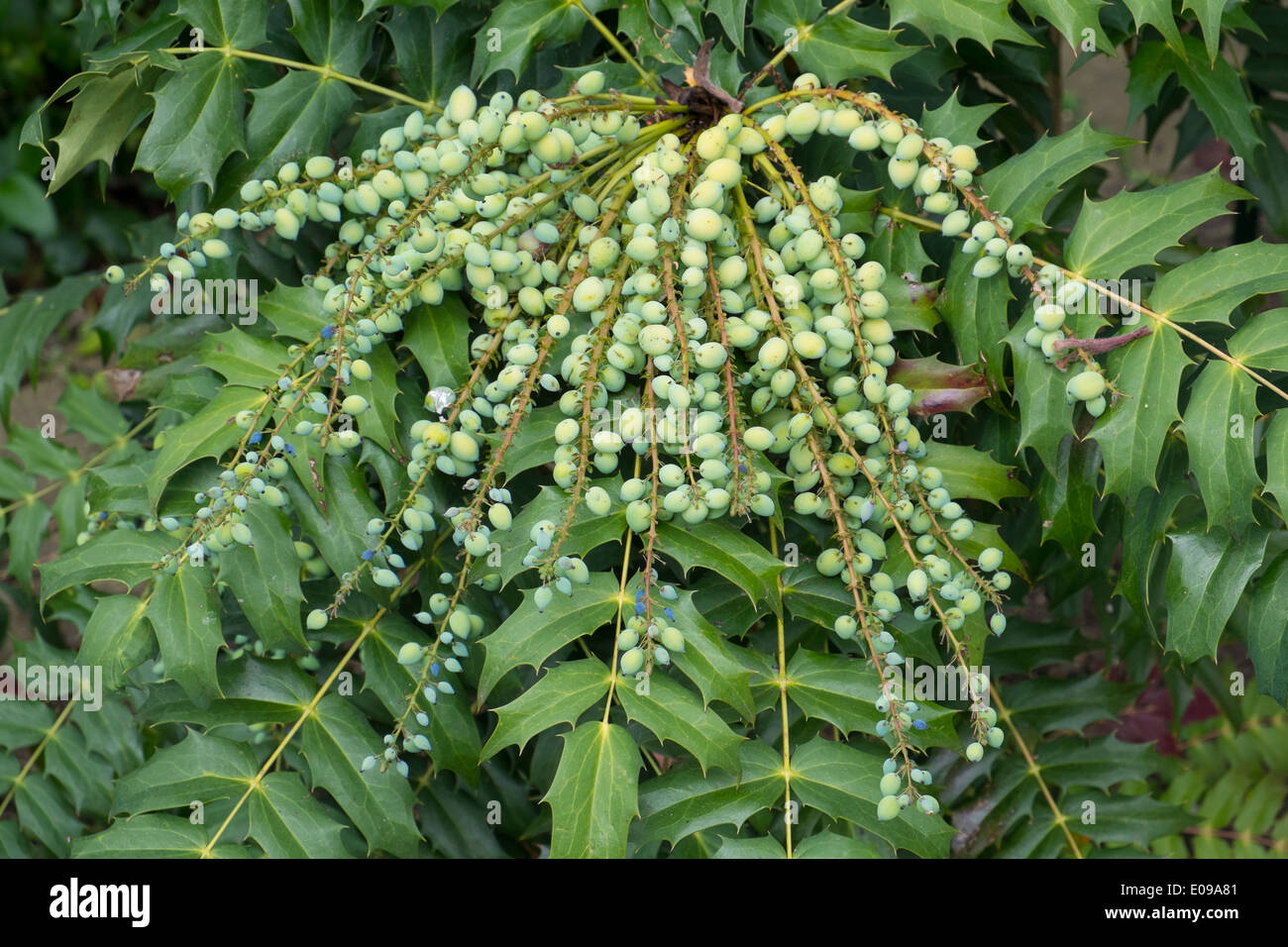 Mahonia japonica mostra bacche verdi in primavera. Foto Stock