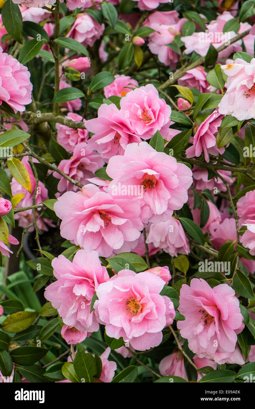 Camellia × williamsii 'Debbie' Foto Stock