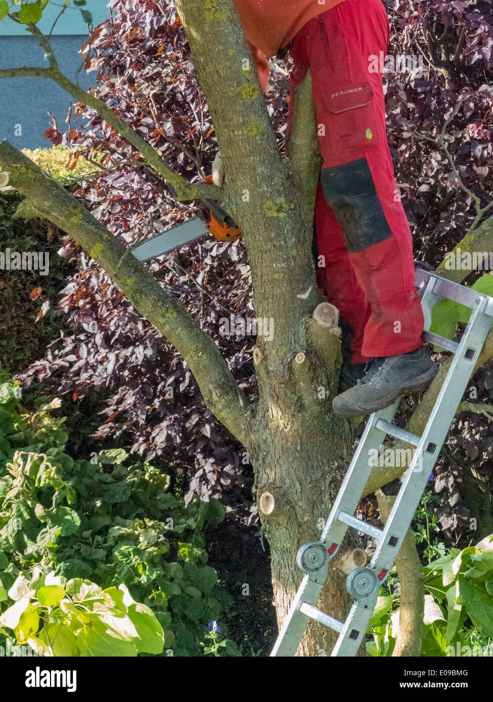 Un giardiniere ri-le modifiche di un albero. Le opere in giardino., Ein Gaertner schneidet einen Baum um. Arbeiten im Garten. Foto Stock