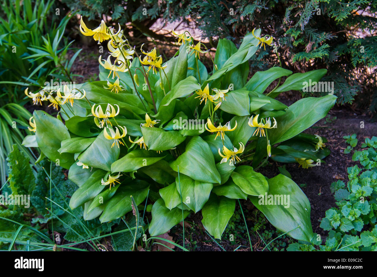 Erythronium ibrido, cane dente viola "Pagoda' Foto Stock