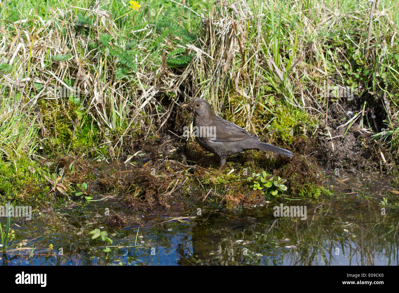 Merlo, Turdus merula, femmina raccolta materiale nido accanto al laghetto in giardino, Aprile. Foto Stock