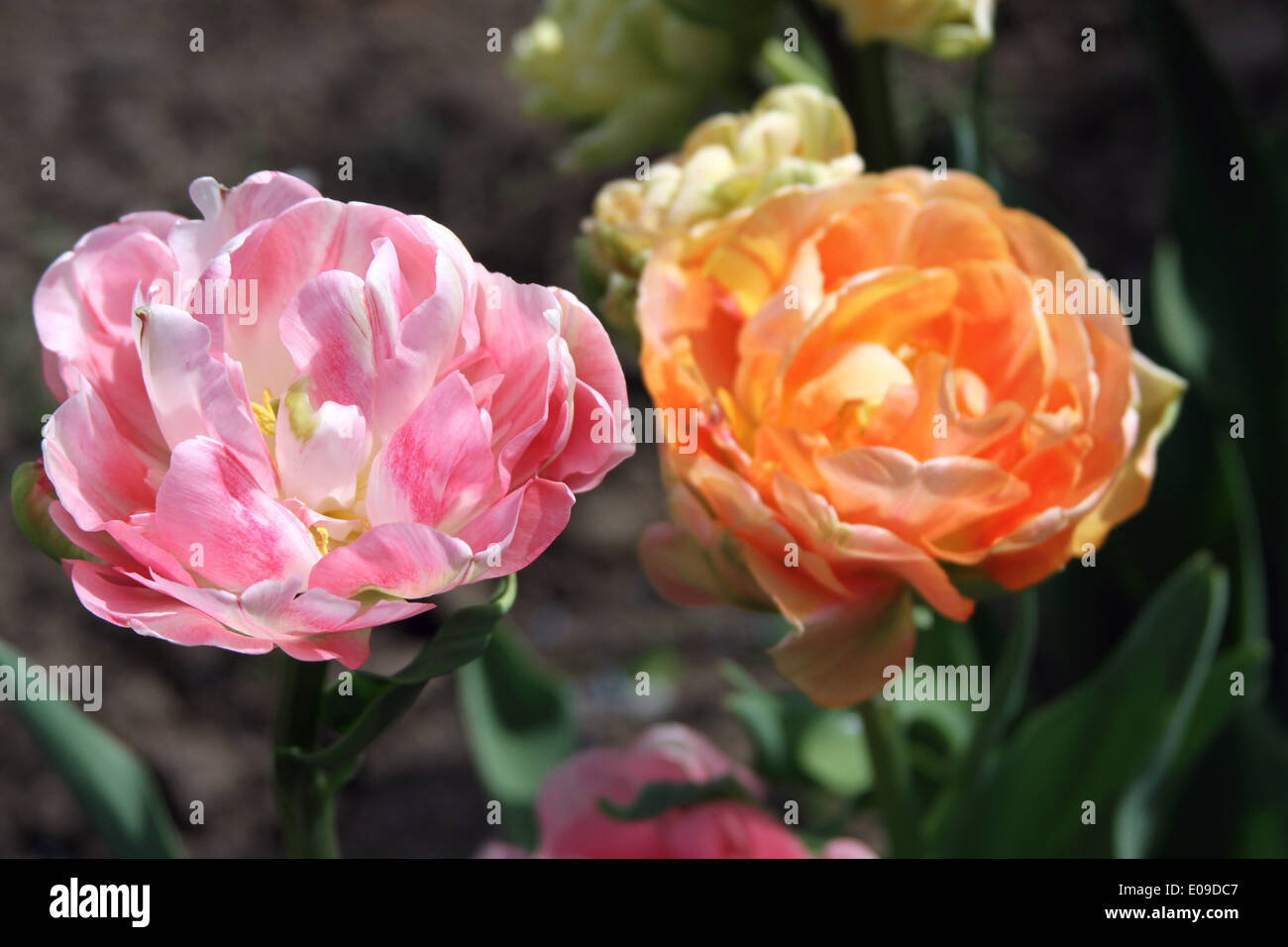 Tulipani del pappagallo Foto Stock