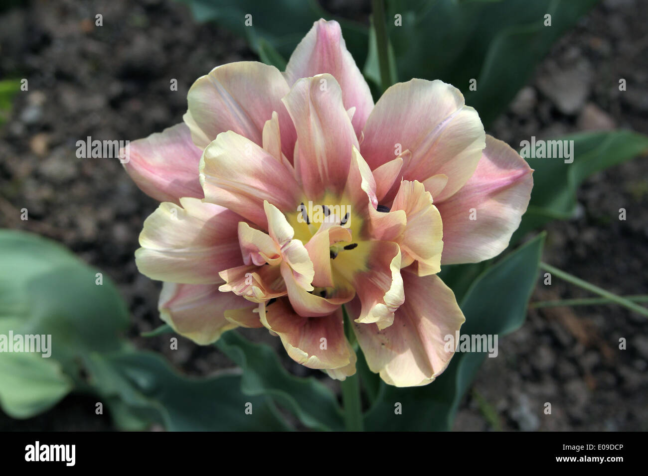 Parrot Tulip (Brandy snap) Foto Stock