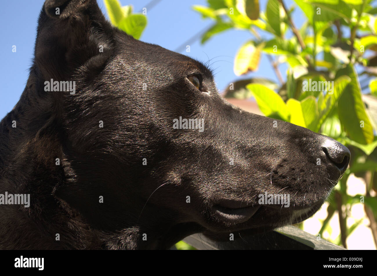 Proteggere i cani Foto Stock