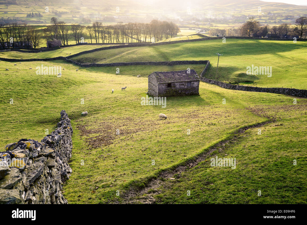 Un campo con le pecore, in pietra a secco e di parete di un tradizionale granaio in pietra si avvicina Hawes in Wensleydale, Inghilterra. Foto Stock