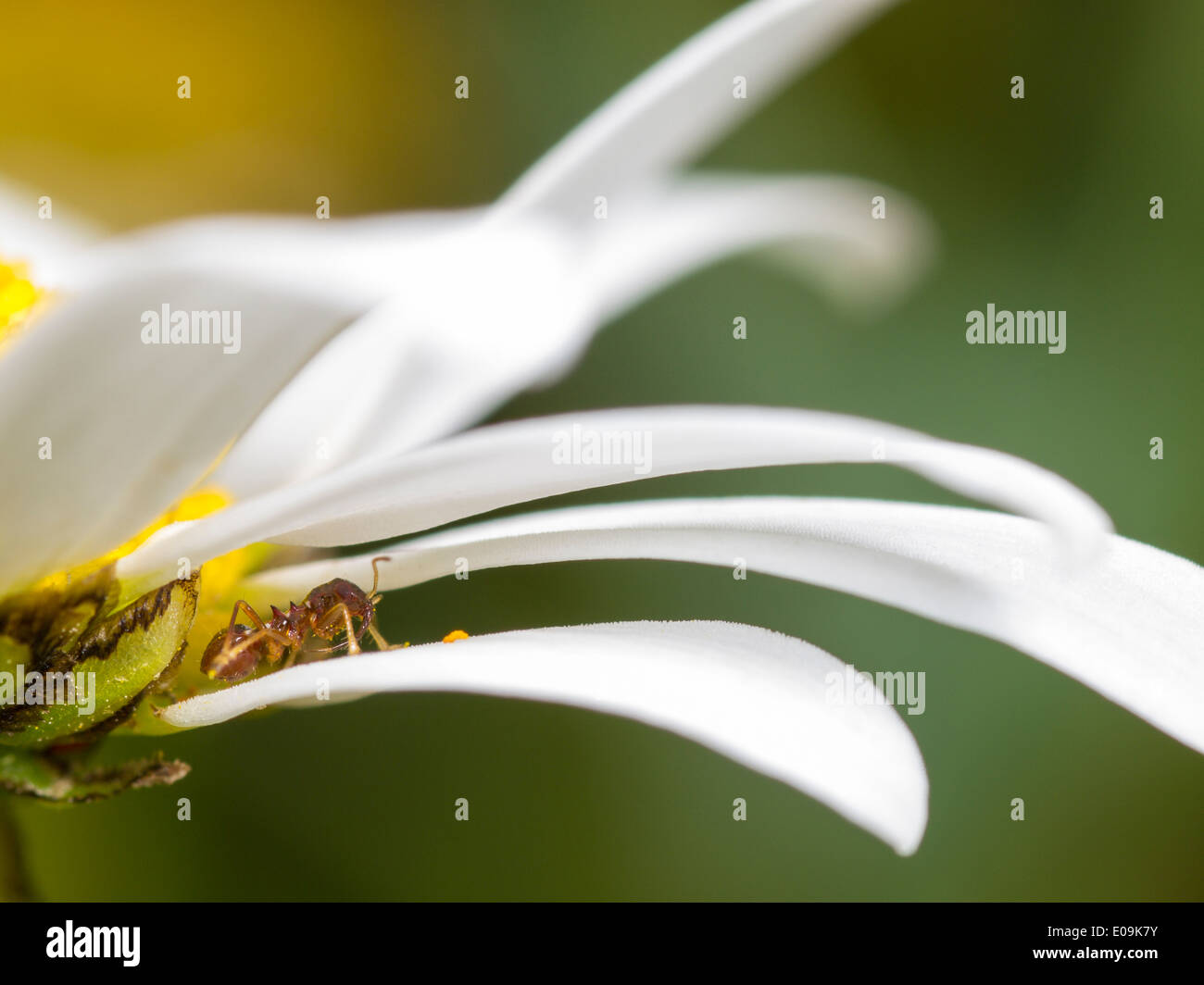 Ninfa di himacerus mirmicoides su oxeye daisy blossom Foto Stock