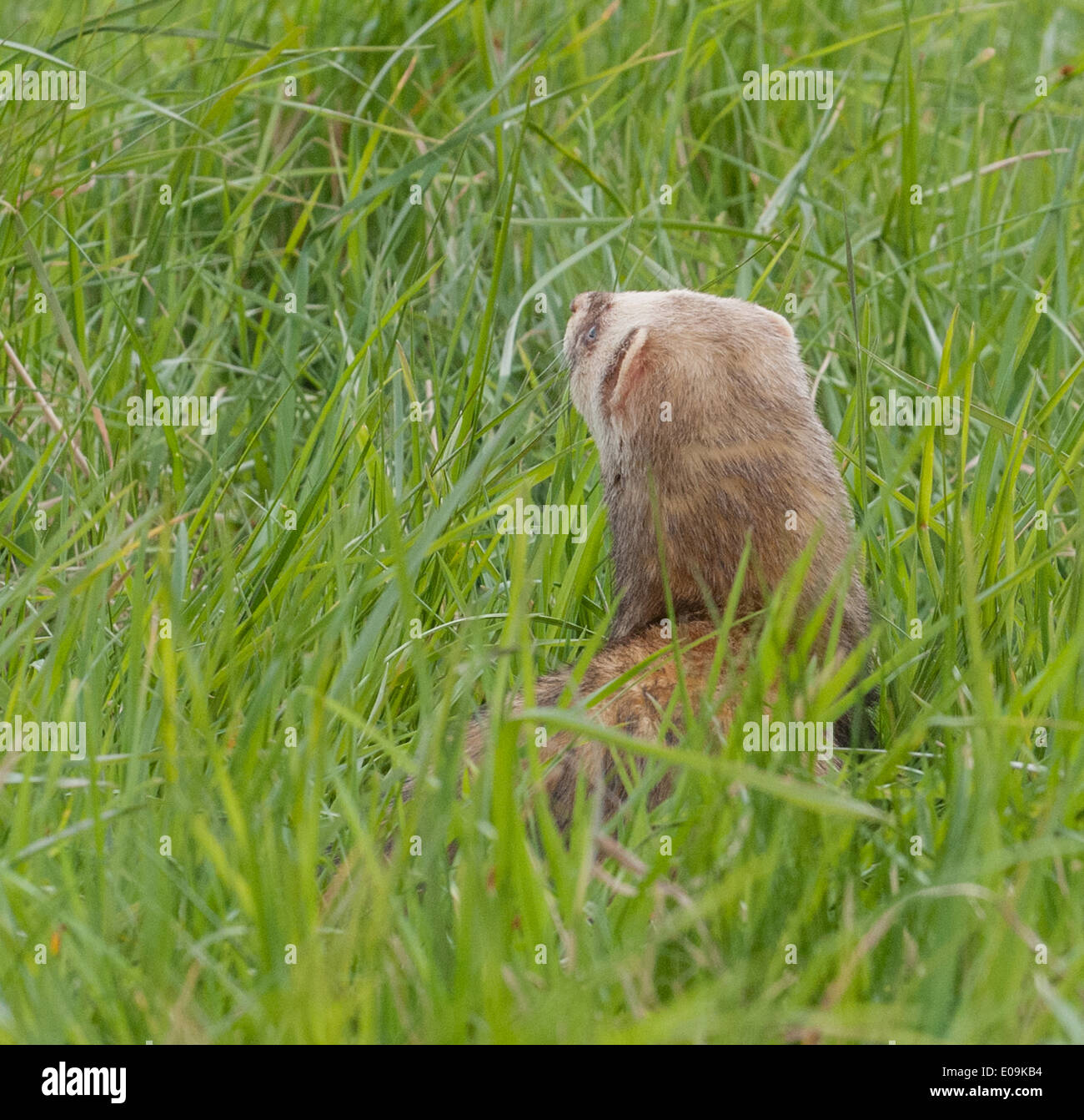 Un polo cat ferret in erba lunga Foto Stock