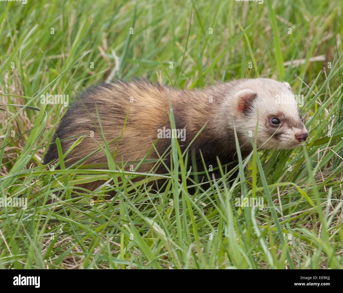 Un polo cat ferret in erba lunga Foto Stock