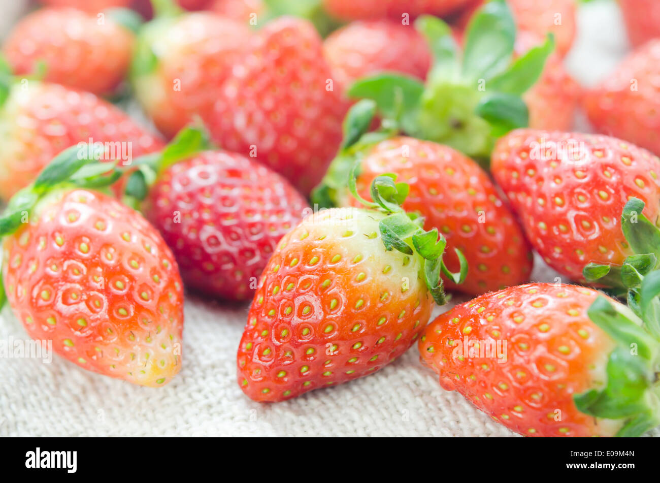 Close up rosso fresco Fragole oltre il cilicio , frutto maturo Foto Stock