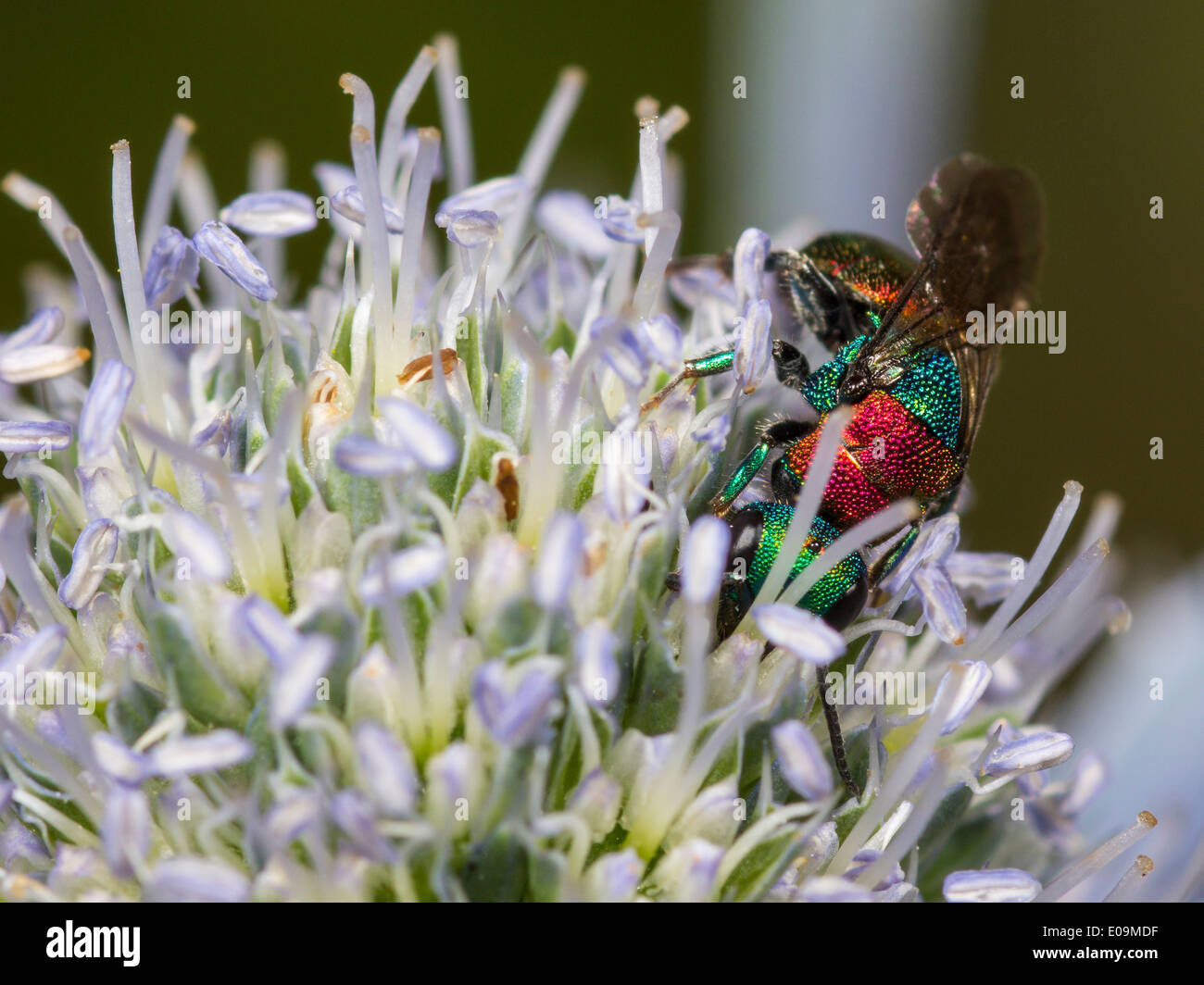 Hedychrum niemelaion mare piatto holly (Eryngium planum), femmina Foto Stock