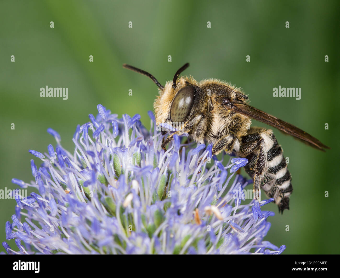 Coelioxys conoidea sul mare piatto holly (Eryngium planum), maschio Foto Stock