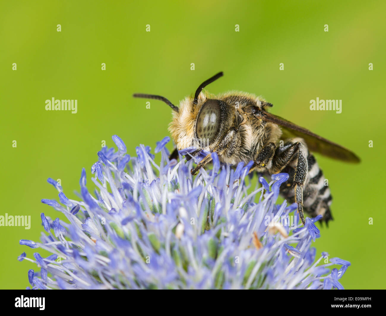 Coelioxys conoidea sul mare piatto holly (Eryngium planum), maschio Foto Stock
