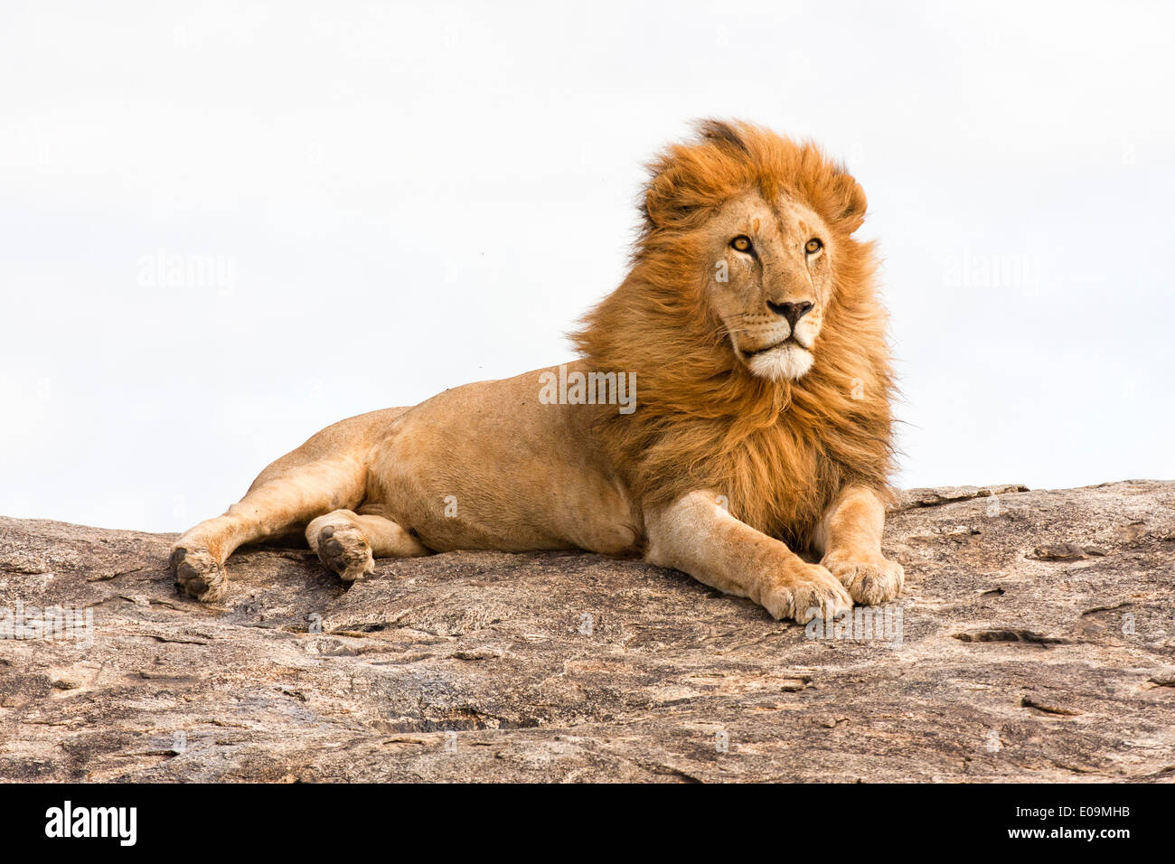 Lion (Panthera leo) su un masso di roccia fotografato in Tanzania Foto Stock