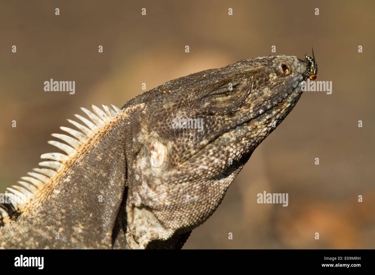Nero (Iguana Ctenosaura similis) con una mosca sul suo naso Foto Stock