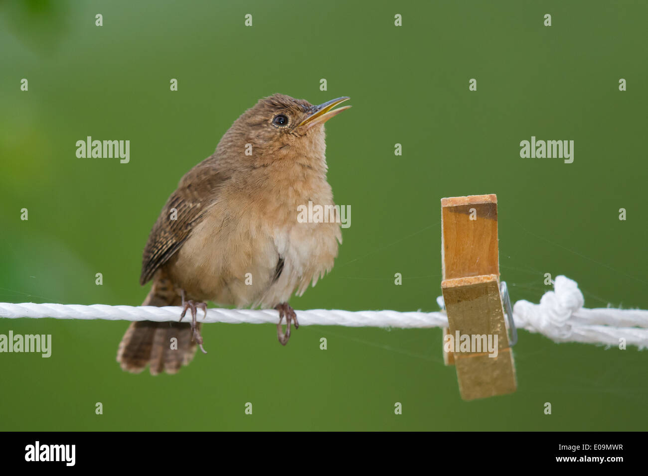 Casa Wren (Troglodytes aedon) cantando su una linea di lavaggio Foto Stock