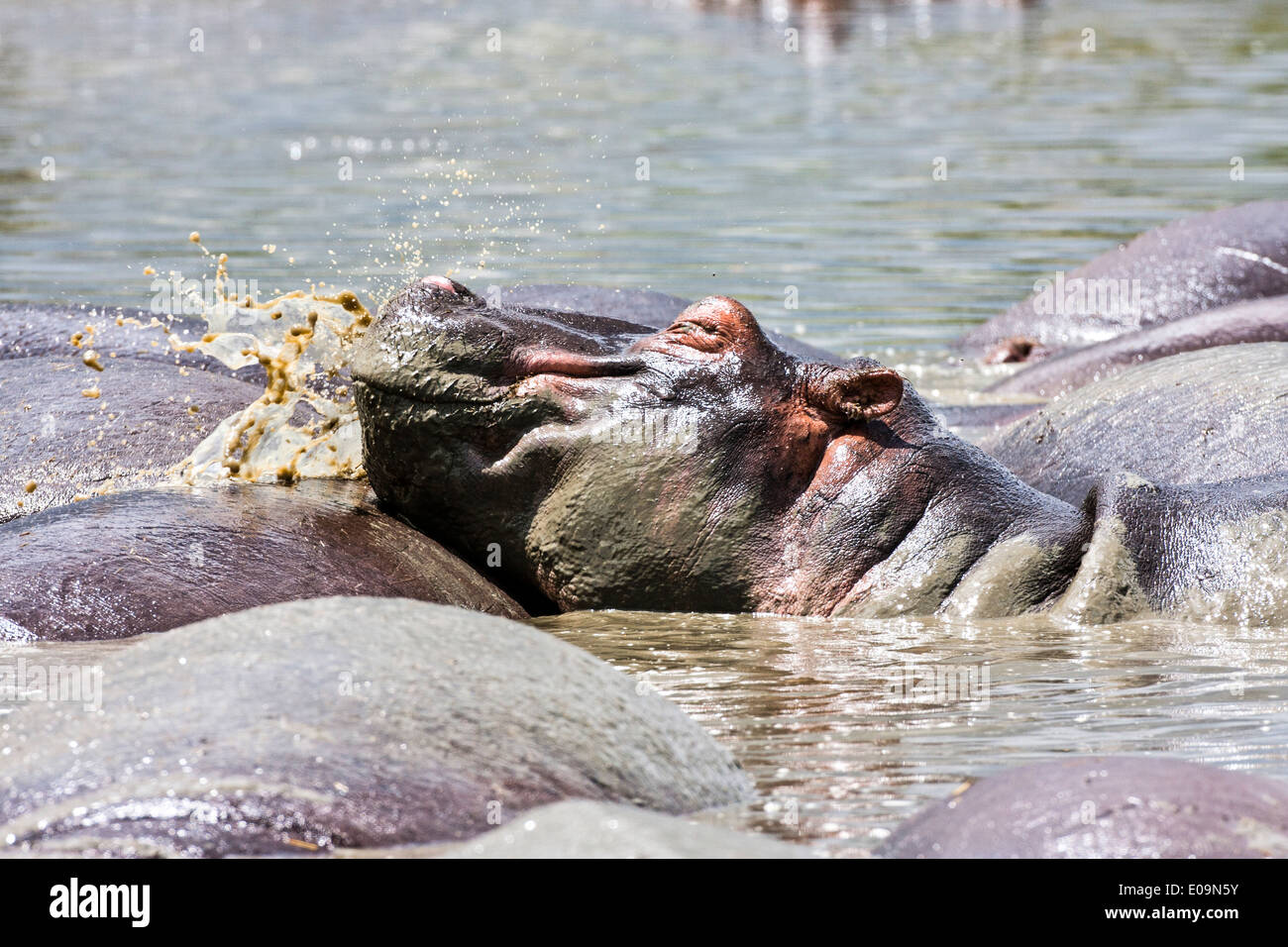 Una mandria di ippopotamo in un fiume nel Parco Nazionale del Serengeti, Tanzania Foto Stock