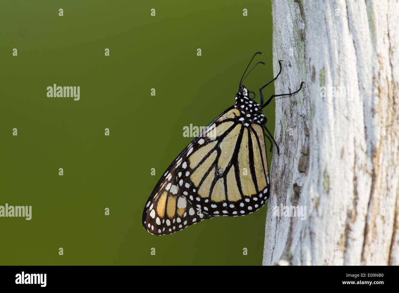 Farfalla monarca (Danaus plexippus) poggiante su un fencepost Foto Stock