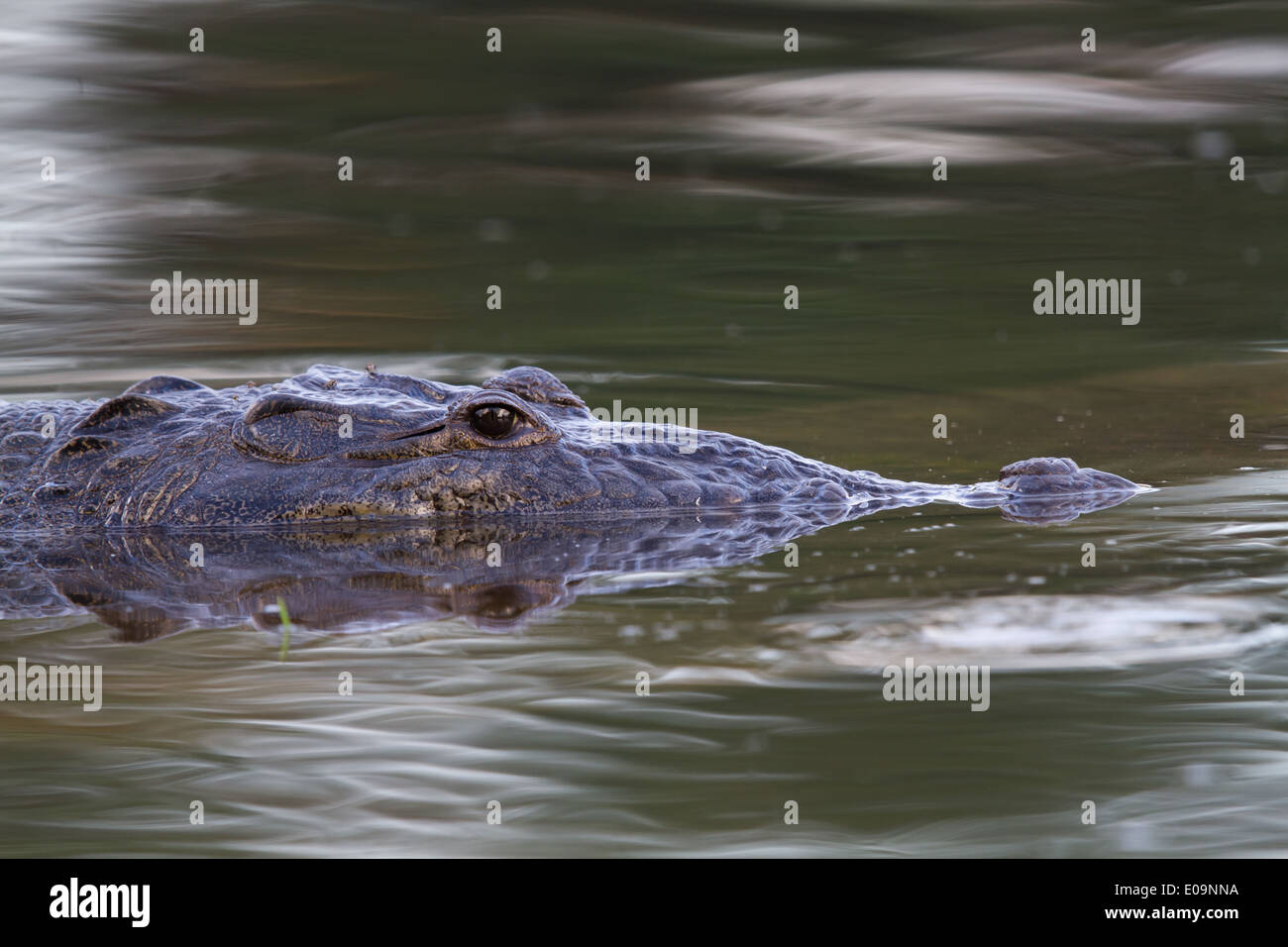 Testa di Morelet's Crocodile (Crocodylus moreletii) Foto Stock
