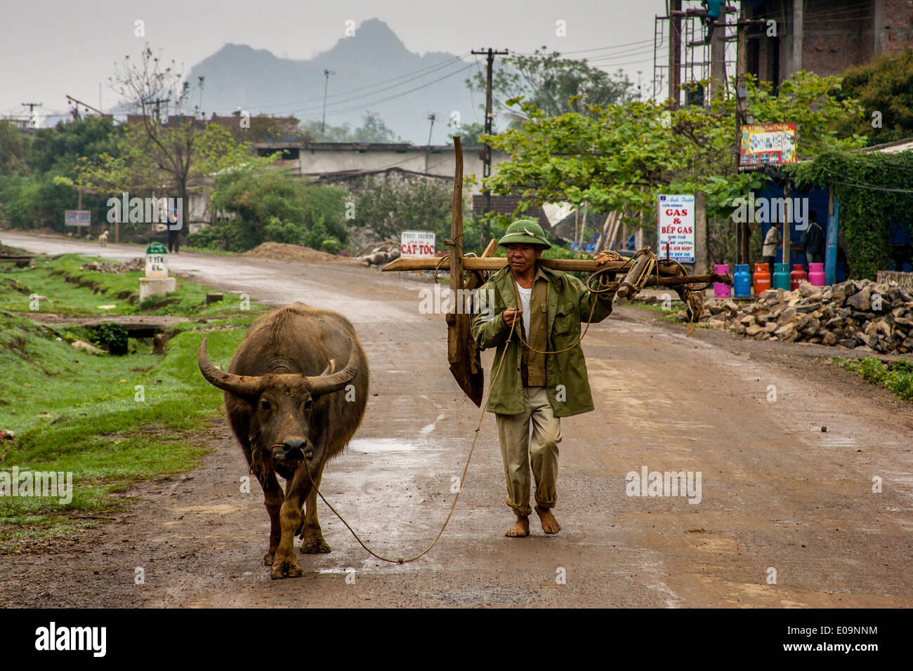 Uomo a piedi nudi e bufali, Tam Coc, Ninh Binh Provincia, Vietnam Foto Stock