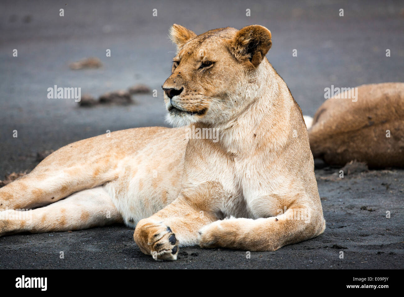 Leonessa (Panthera leo) fotografato in Tanzania Foto Stock