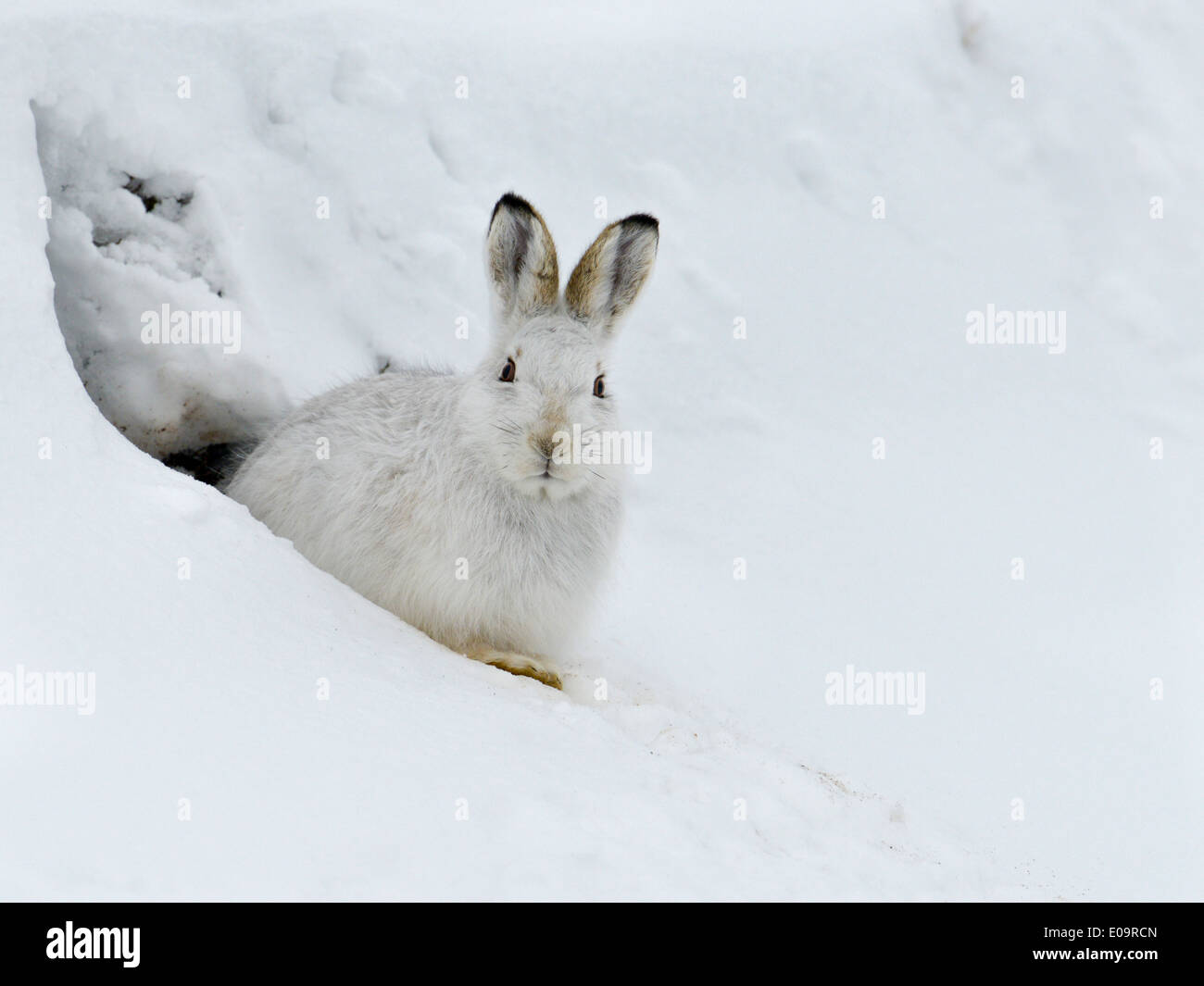 La Lepre Bianca - Lepus timidus - Cairngorms Scozia prendendo riparo dal vento in un piccolo foro di neve Foto Stock