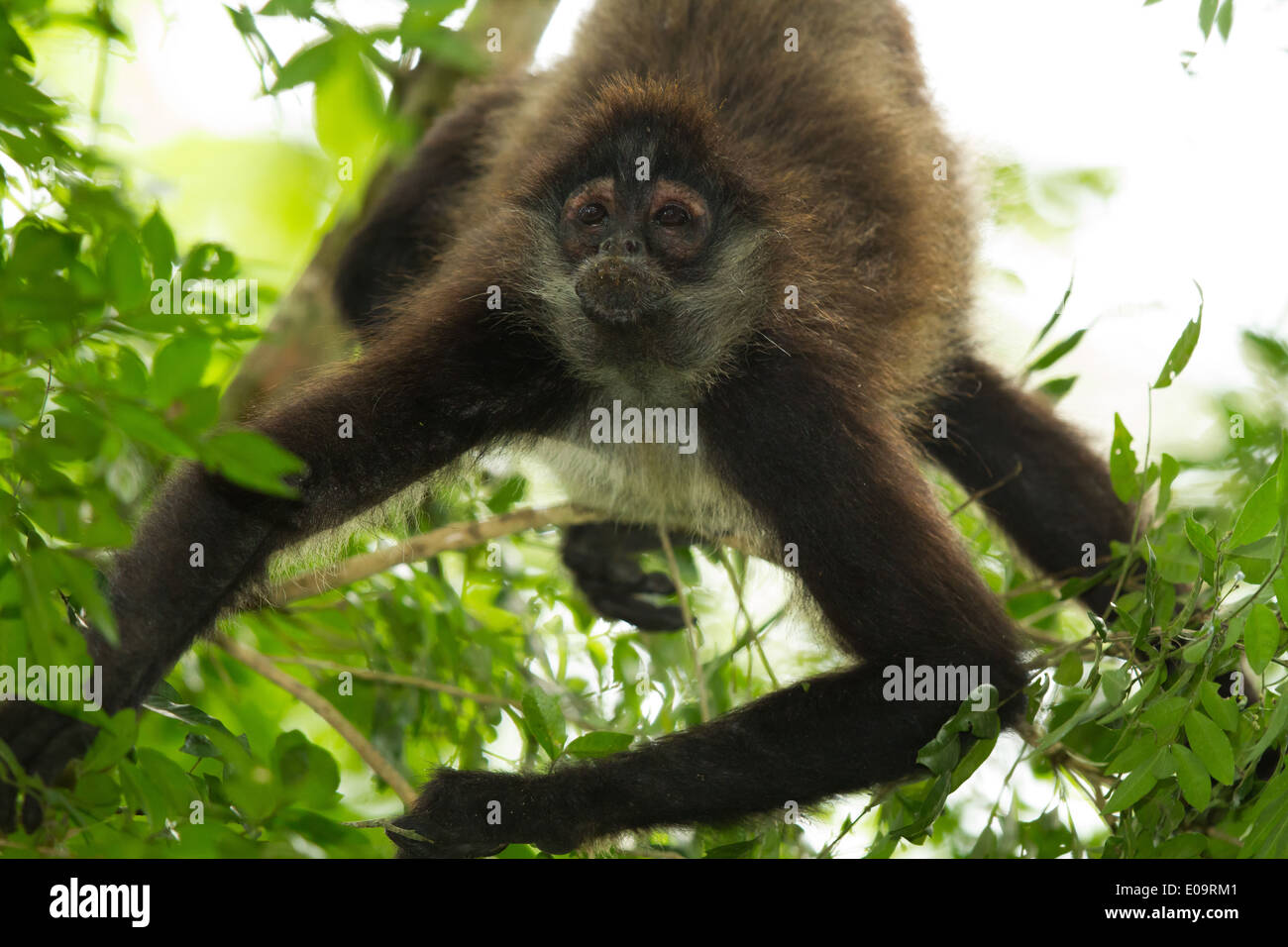 Geoffroy's Spider Monkey (Ateles geoffroyi) Foto Stock