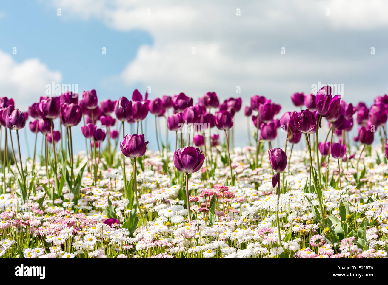Tulipani viola e bianco margherite campo sul cielo blu Foto Stock