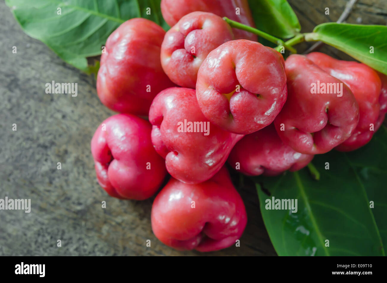 Ancora la vita di rosa di Apple o chompu su legno Foto Stock