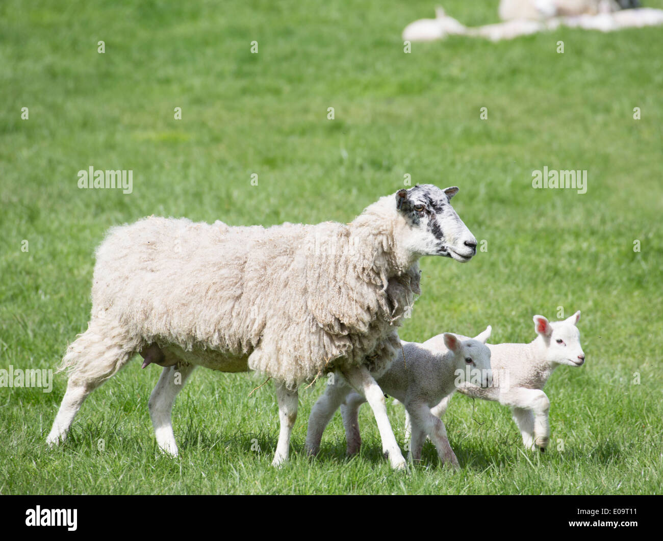 Beulah screziato faccia pecora con due agnelli Foto Stock