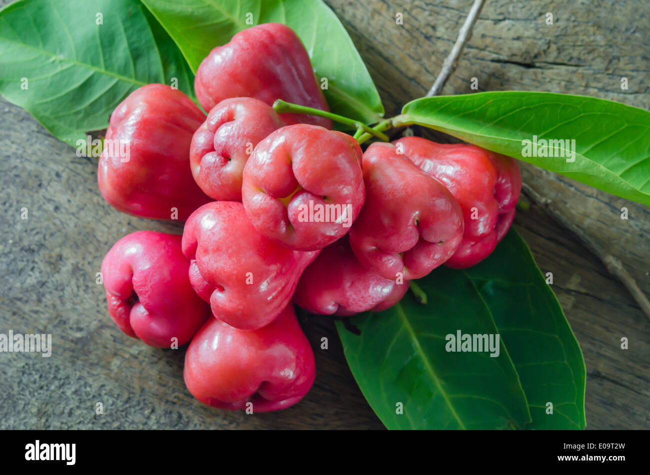 Ancora la vita di rosa di Apple o chompu su legno Foto Stock