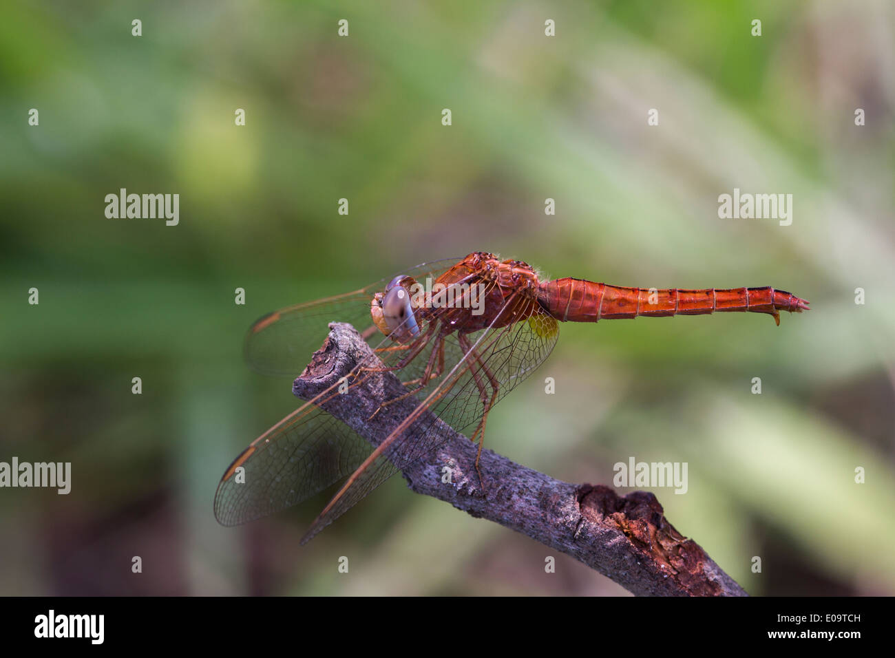Scarlet Dragonfly (Crocothemis erythraea). Inoltre un ampio Scarlet, comune Scarlet-darter e scarlatto Darter Foto Stock