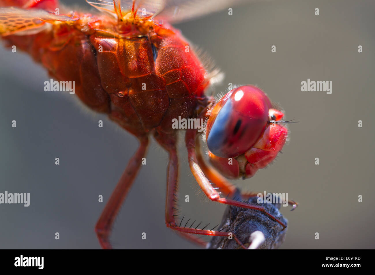 Scarlet Dragonfly (Crocothemis erythraea). Inoltre un ampio Scarlet, comune Scarlet-darter e scarlatto Darter Foto Stock