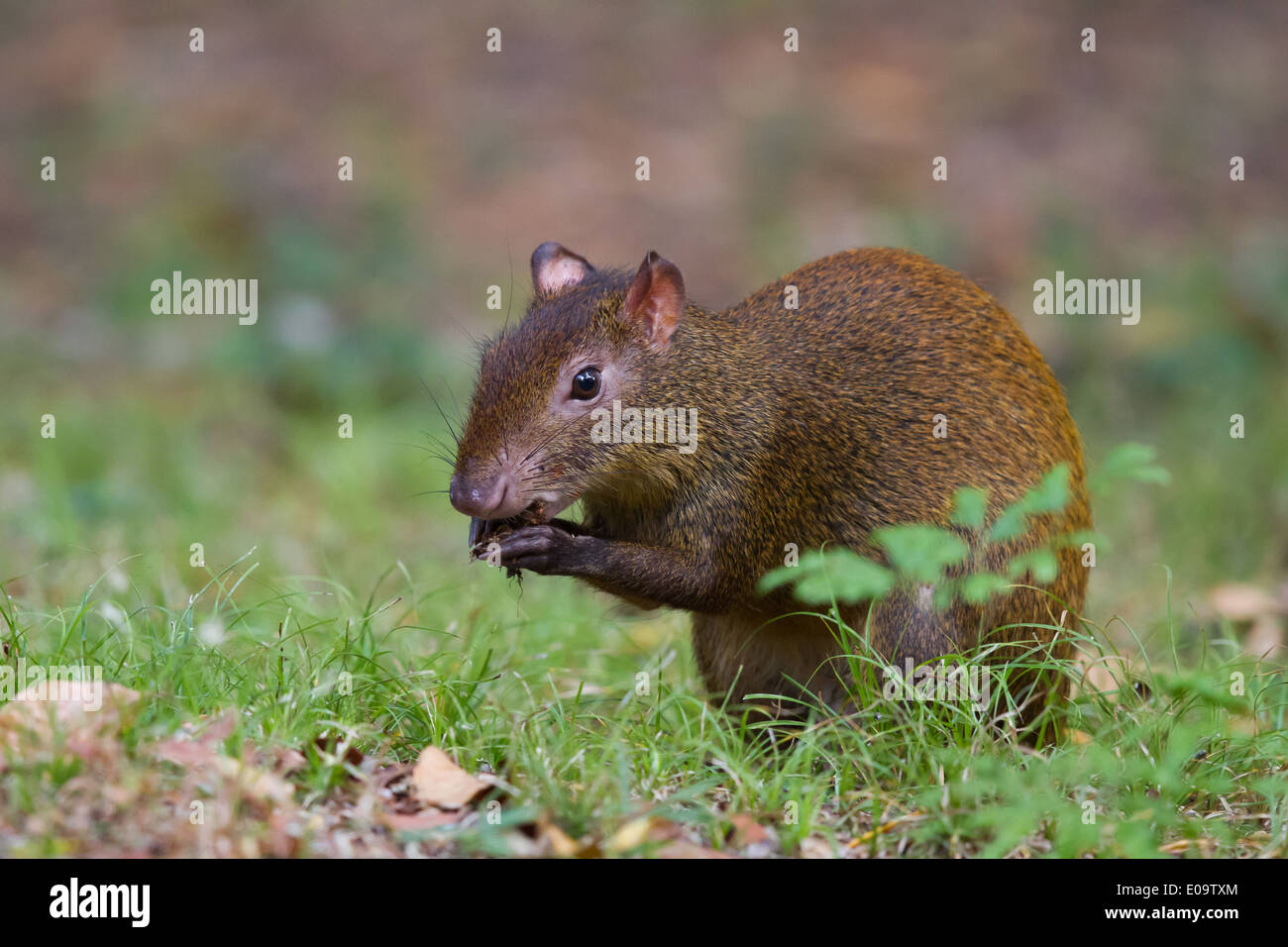 America centrale (agouti Dasyprocta punctata) Foto Stock
