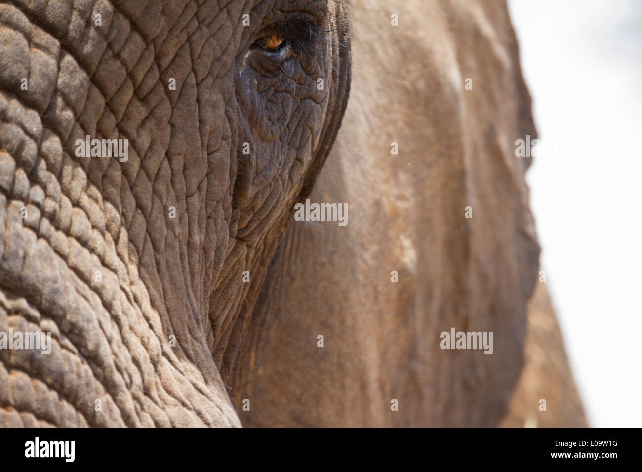 Elefante africano (Loxodonta africana) Bush o di Elefanti Elefante Savana Foto Stock