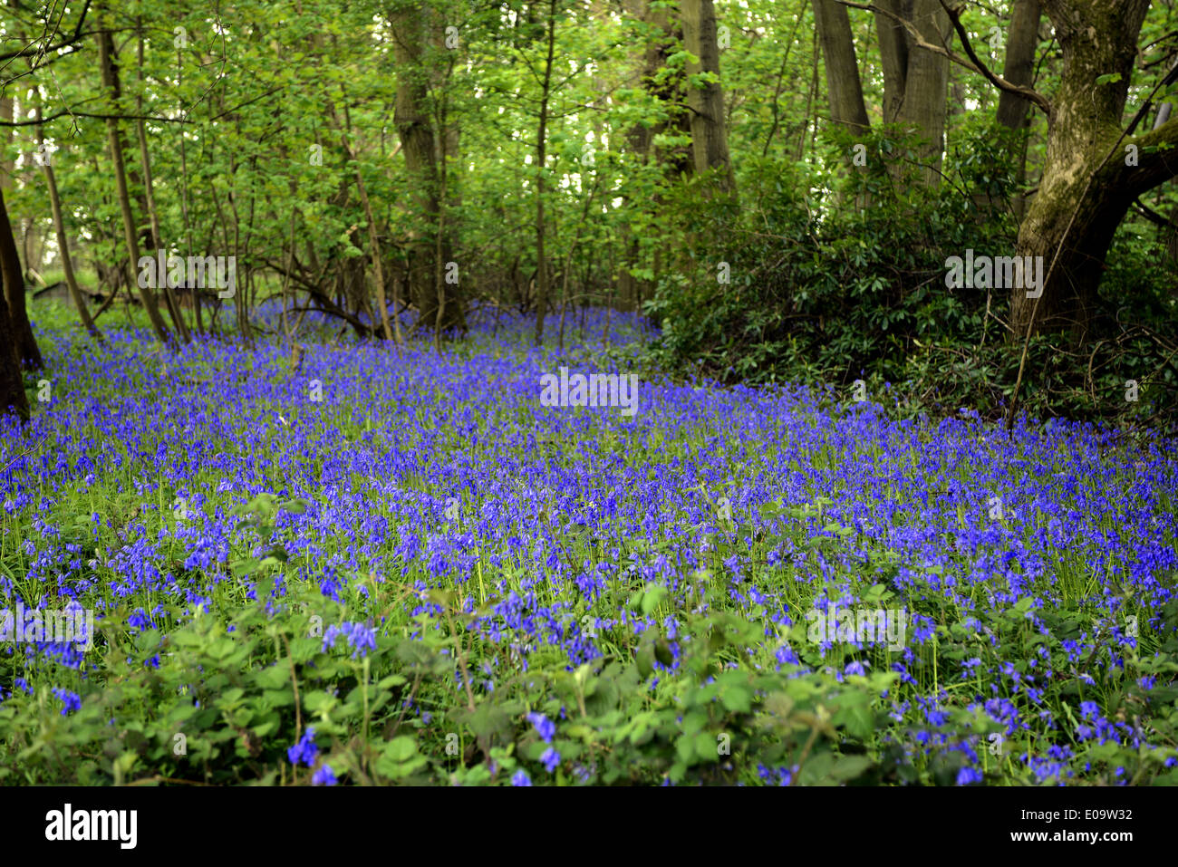 Un bluebell legno in Oxfordshire, Inghilterra a inizio estate Foto Stock