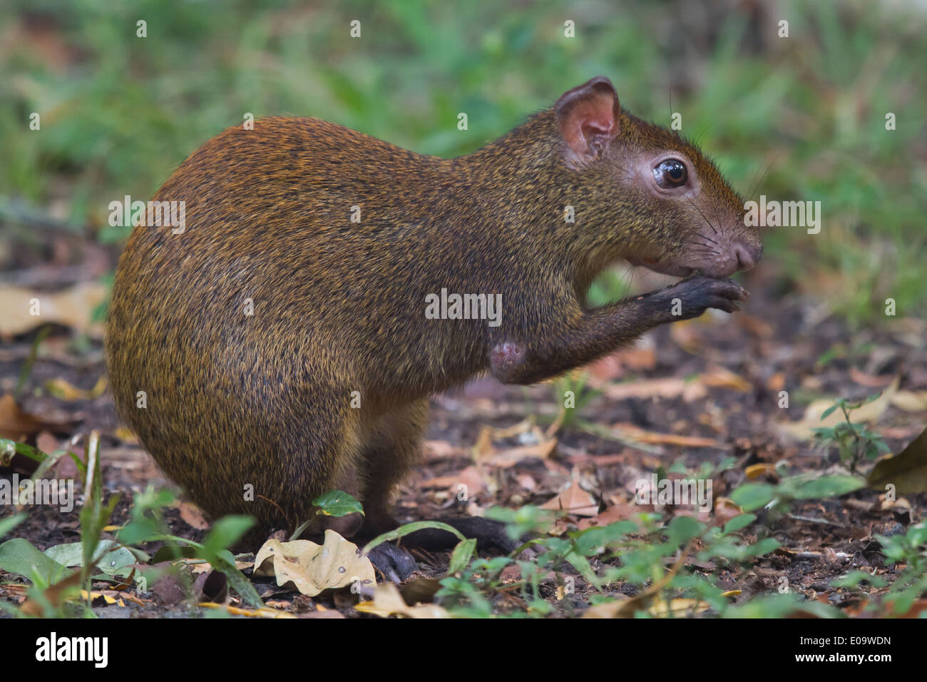 America centrale (agouti Dasyprocta punctata) Foto Stock