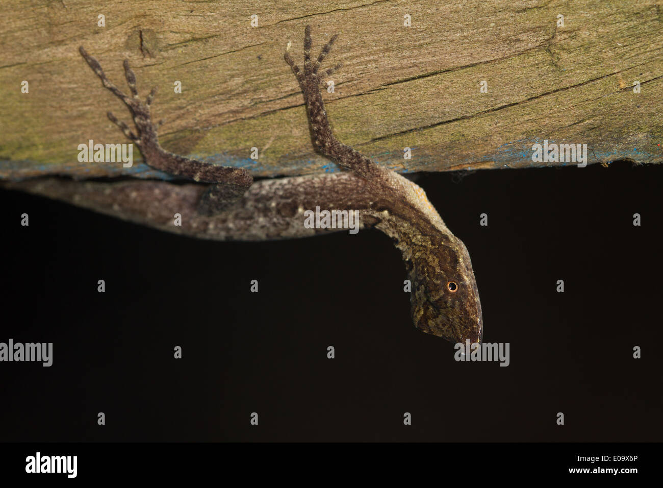Anole marrone (Norops sagrei) Foto Stock
