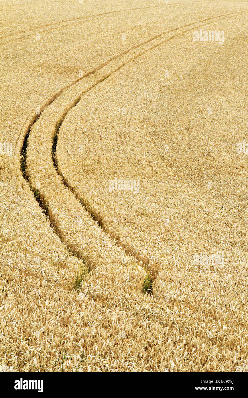 Le vie di un trattore in un campo di grano, Spuren von einem Traktor in einem Getreide Feld Foto Stock