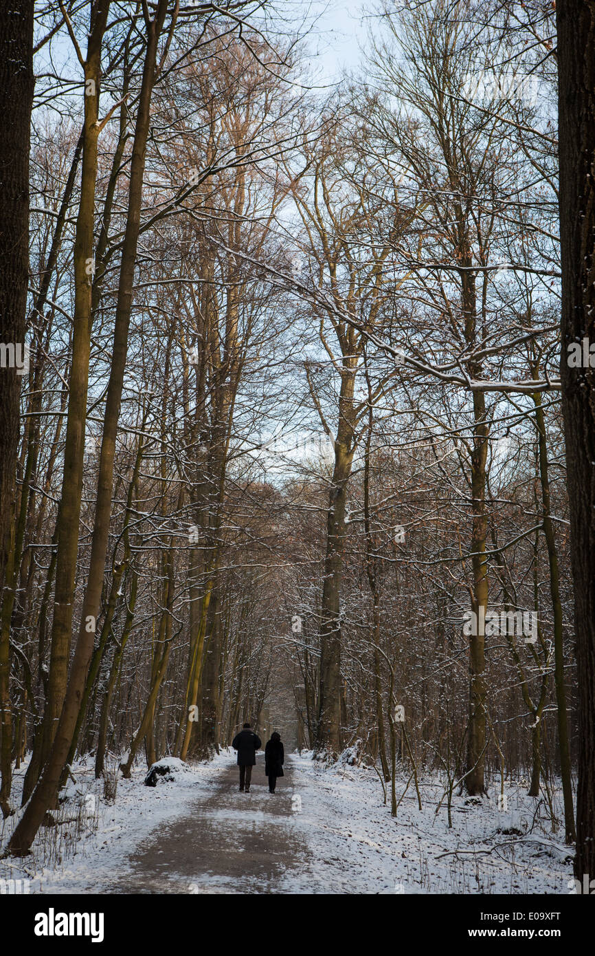 Neve invernale nella Foresta di Soignies, Foret de Soignes, o Zoniënwoud, un 11.000 ettari di bosco a sud-est di Bruxelles. Foto Stock