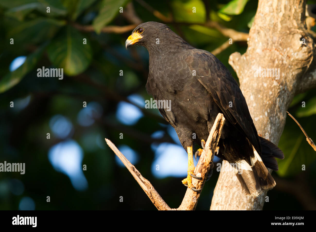 Comune di Black Hawk (Buteogallus anthracinus) Foto Stock