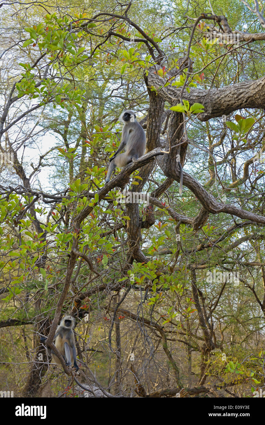 Langurs comune su un albero in Ranthambhore national park, India Foto Stock