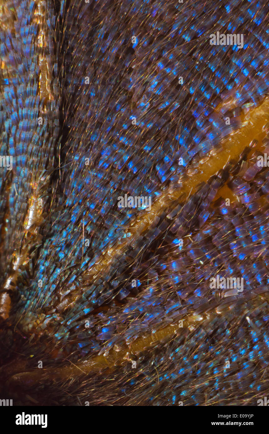 Close up dettaglio della foglia indiano butterfly Kallima inachus mostra il luminoso vivid iridato di colore blu che cattura la luce Foto Stock