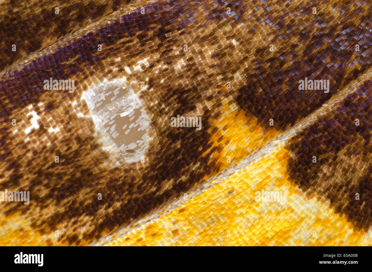 Close up dettaglio della foglia indiano butterfly Kallima inachus mostra il luminoso vivid iridato di colore blu che cattura la luce Foto Stock