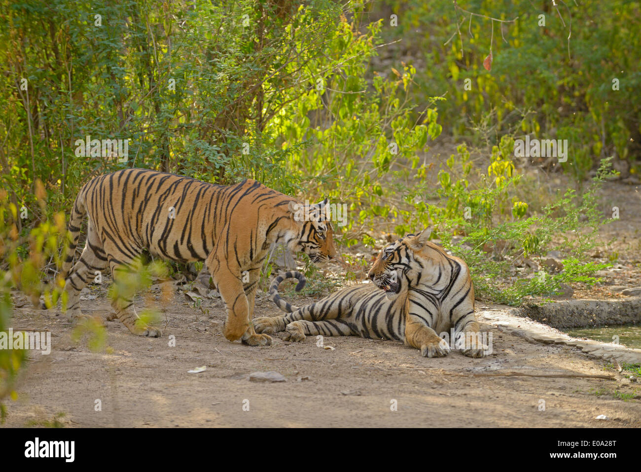 Tiger famiglia in un cementato il foro acqua in Ranthambhore Foto Stock