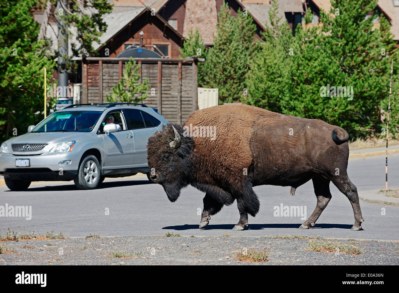 Bisonti americani o bufalo americano (Bison bison), maschio attraversando un posto di parcheggio nella parte anteriore di una macchina, il Parco nazionale di Yellowstone Foto Stock