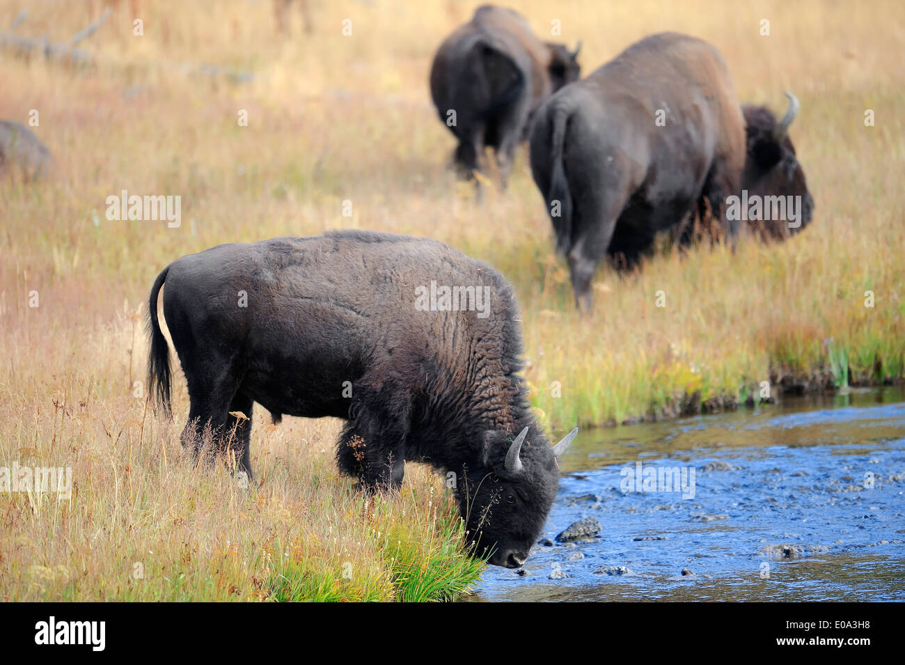 Bisonti americani o bufali americani (Bison bison), il Parco nazionale di Yellowstone, Wyoming USA Foto Stock