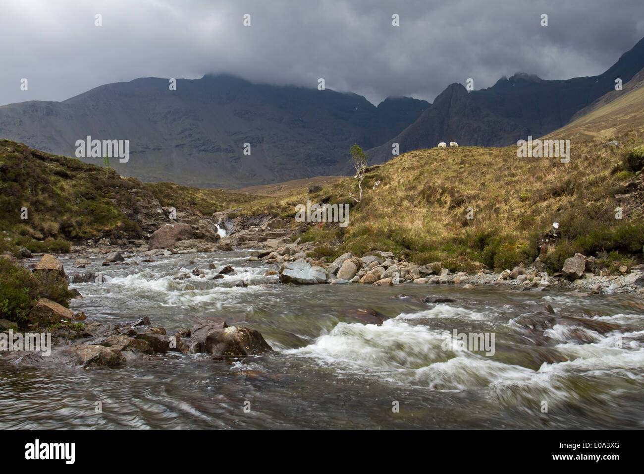 Pecora che pascola nel telecomando nero montagne Cuillin sull'Isola di Skye Foto Stock
