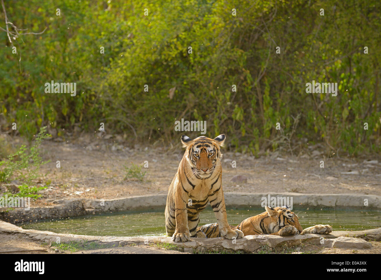 Tiger famiglia in un cementato il foro acqua in Ranthambhore Foto Stock
