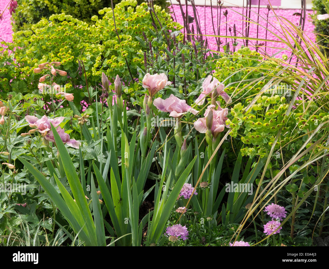 Malvern, Worcestershire, Regno Unito, 7 maggio 2014 RHS Malvern spettacolo primaverile. Il giardino con una rosa di loro è arrossire dallo spazio esterno Designs Ltd. Credito: Ian Thwaites/Alamy Live News Foto Stock
