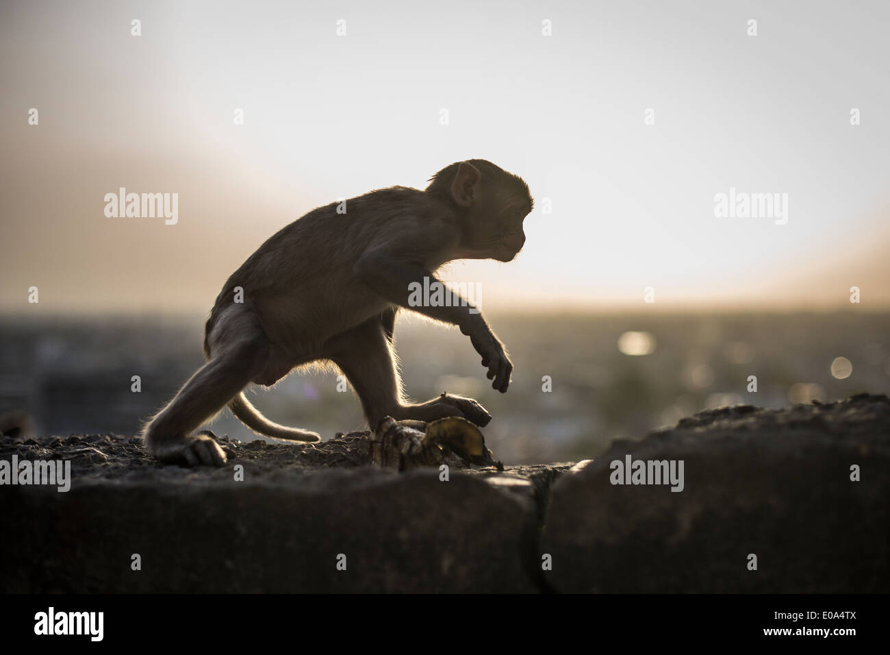 Macaco Rhesus scimmia a Galtaji (tempio delle scimmie) appena fuori Jaipur, Rajasthan in India. Foto Stock